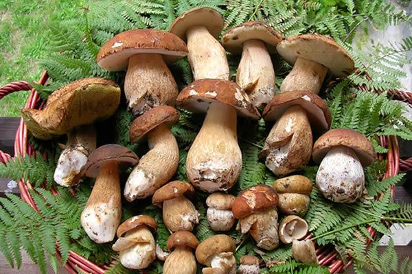 Funghi, no dell’Uncem alle nuove regole