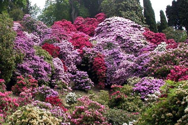 Parco Burcina, c’è l’accordo per la valorizzazione