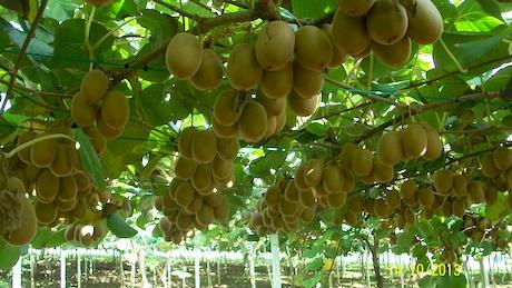 Campagne verso la raccolta: “Concedeteci i voucher agricoli”