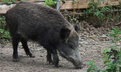 In arrivo i risarcimenti per i danni da selvatici