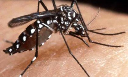 Il nemico dell’estate è la zanzara