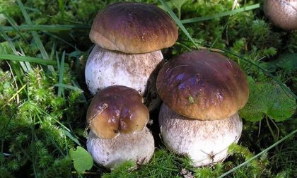 Raccolta funghi, serve il bollettino