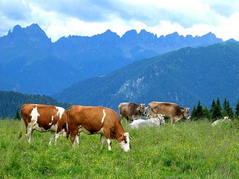 A Trivero nasce il Museo della transumanza