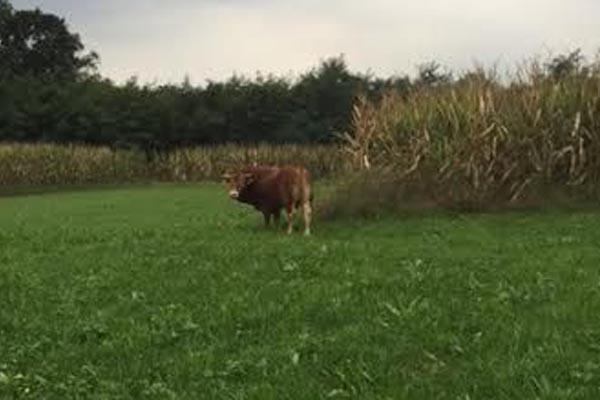 Il toro Bruno libero sì, ma solo dietro riscatto