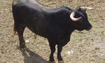 Il toro Bruno si è salvato dal macello