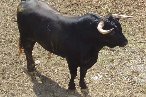 Il toro Bruno si è salvato dal macello