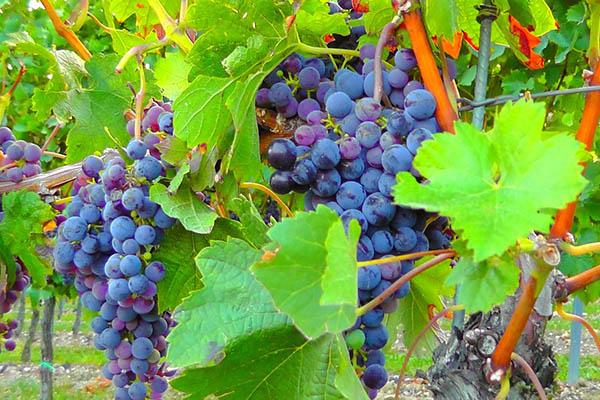 Vendemmia: «Sarà +10%»