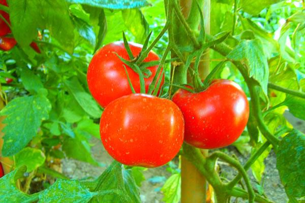 “Orti 2.0”, ritorno economico per chi aiuta