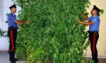 Coltivava piantine di marijuana nel giardino di casa: arrestato dai Carabinieri