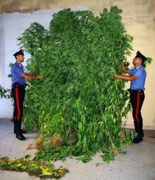Coltivava piantine di marijuana nel giardino di casa: arrestato dai Carabinieri