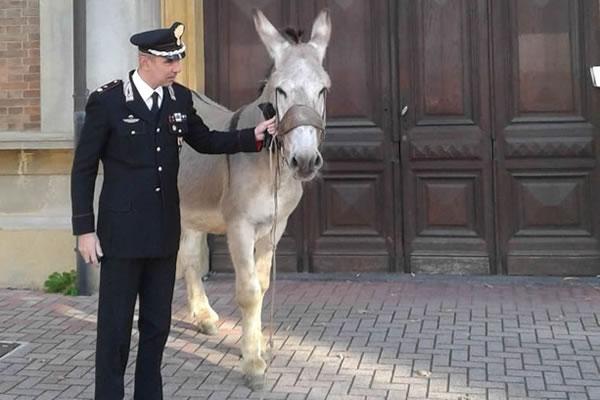 Avventura notturna per l’asinello Cirillo