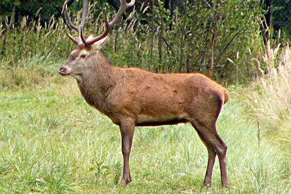 Cervo ucciso, sei cacciatori assolti