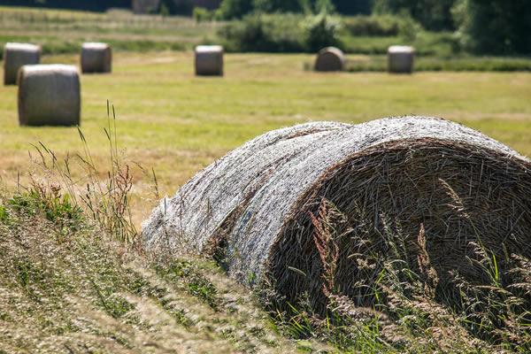 Agricoltura: prorogato fino a marzo il bando da 28 milioni di euro