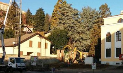 Abbattuti gli alberi a lato della biblioteca