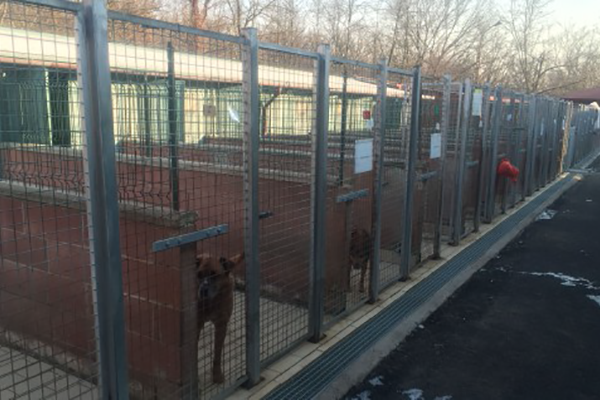 I vandali fanno scappare di notte tutti i cani del canile di Ponderano