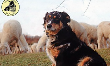 È ufficiale, riconosciuta la razza “Cane di Oropa”