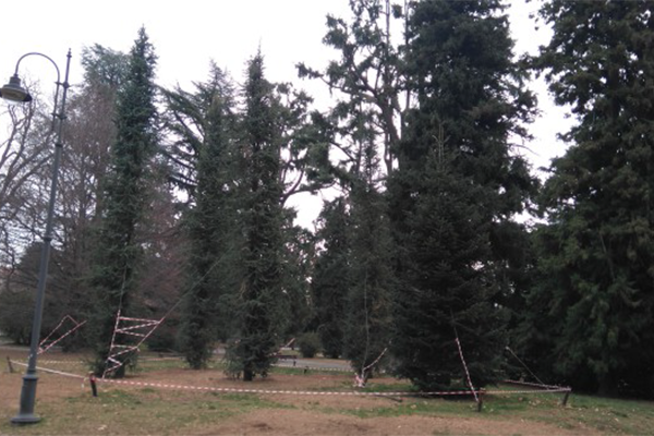 Cinque nuovi alberi ai giardini Zumaglini