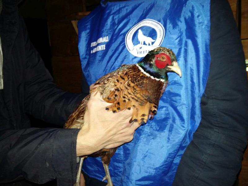 A Biella i volatili della cascina degli orrori