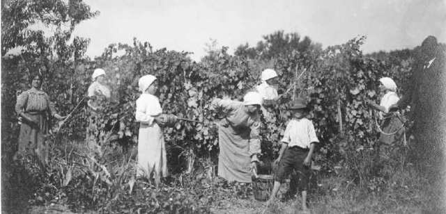 Coi Romani, arrivano i vigneti