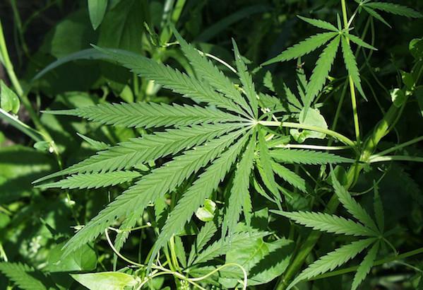 Assolto per la droga sul balcone