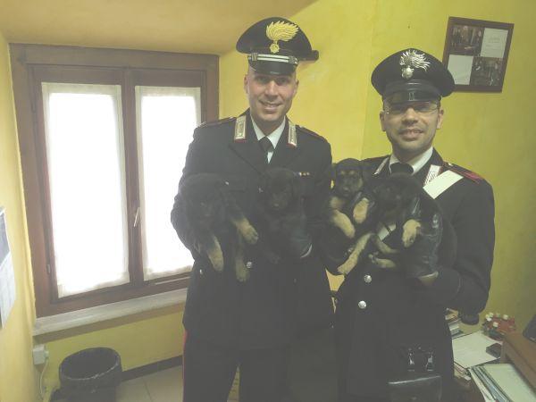 Cinque cuccioli abbandonati in un bosco di Masserano