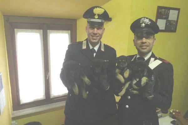 Tantissime richieste per adottare i cuccioli abbandonati