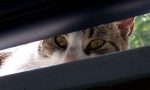 Cucciolata di gattini rischia di essere investita dalle auto a Pavignano