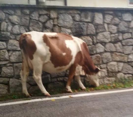 Cani attaccano gruppo di mucche