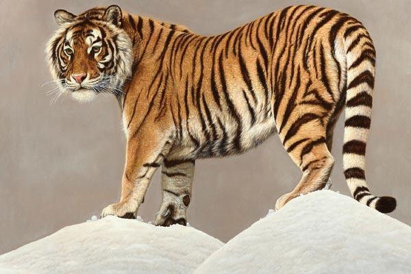 “Selvatica”, torna l’appuntamento con la natura