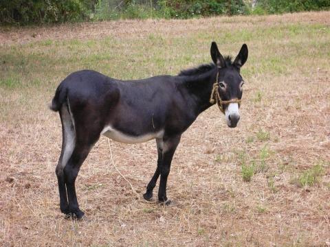 Catturato un… mulo a Lessona