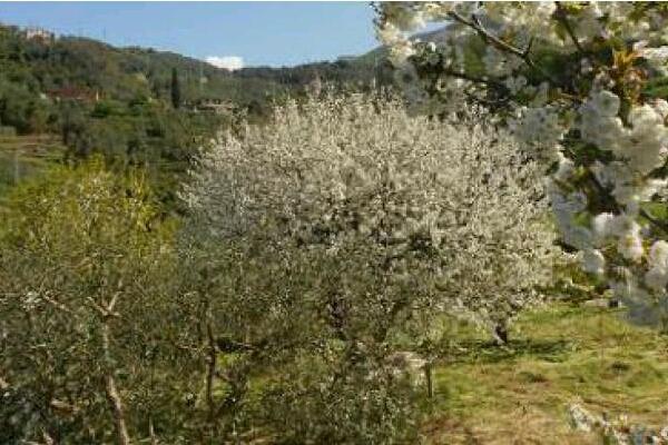 Diabolik delle piante tradito dall’andatura