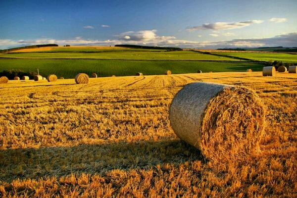 Agricoltura, in Piemonte accordo per contrattualizzare 600 lavoratori