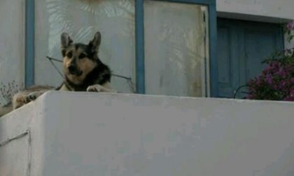 "Aiuto, la mia vicina sta male" Ai carabinieri: "Il cane sta abbaiando da tre ore".