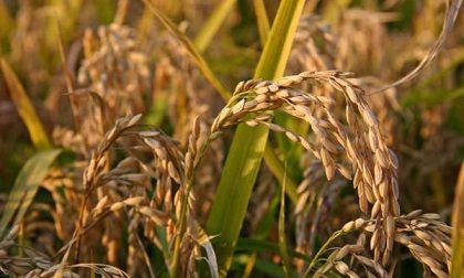 Verranno create varietà di riso al naturale, resilienti al cambiamento climatico