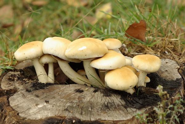 Funghi? Non vale neppure la pena provare