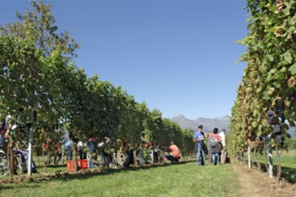 I dieci anni del Vino del Sorriso