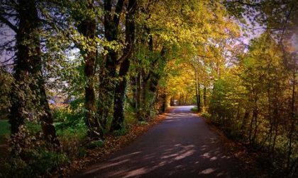 Piante sulle strade: o tagli o paghi