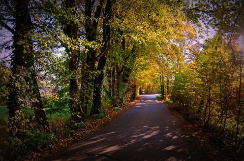 Piante sulle strade: o tagli o paghi