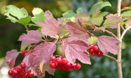 Tutti i colori dell’autunno nel Biellese