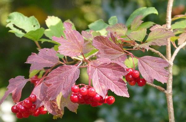 Tutti i colori dell’autunno nel Biellese