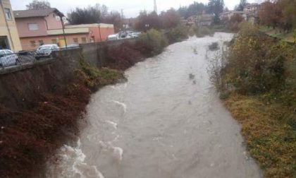 Ancora alberi e arbusti nello Strona