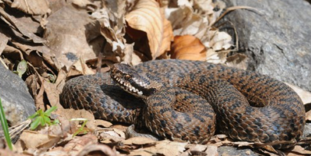 Migliorano le condizioni della bimba morsa dalla vipera. Leggi l’articolo