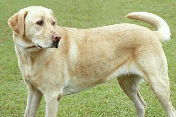 Cacciatore spara e uccide un labrador