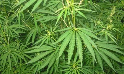 Aveva in casa una serra e un chilo di marijuana  già essiccata