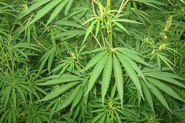 In casa una serra per la marijuana