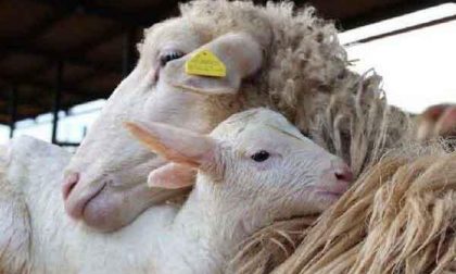 Recuperate più della metà delle pecore rubate