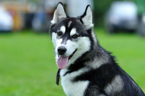 Trova un cane, lo porta a casa e rischia di finire nei guai