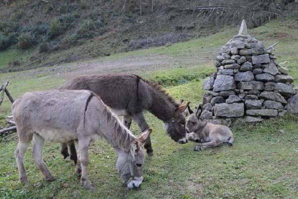 Le associazioni animaliste attaccano il sindaco di Pettinengo: «Denuncia presentata»