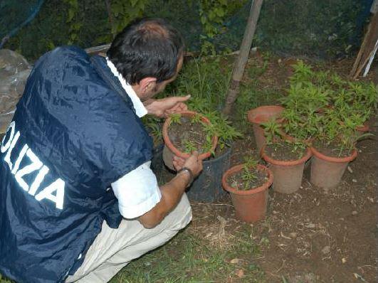 Marijuana in serra, ma è prescrizione
