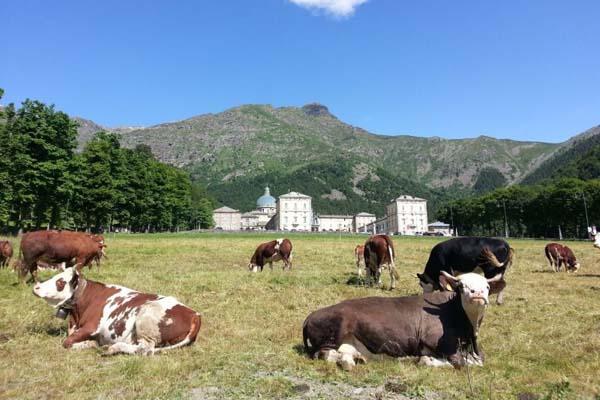 Truffa della carne: mucche biellesi diventavano valdostane